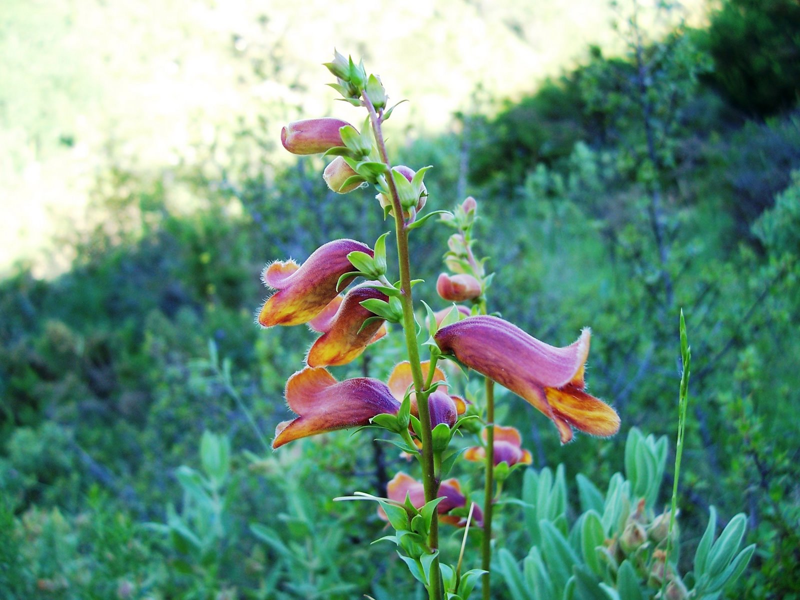 [DIGITAL+NEGRAsubida+al+batalla+(ain)+035.jpg]