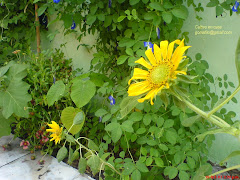 girasoles en casa