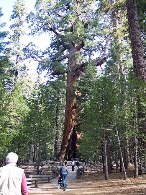 "Giant Grizzly" tree