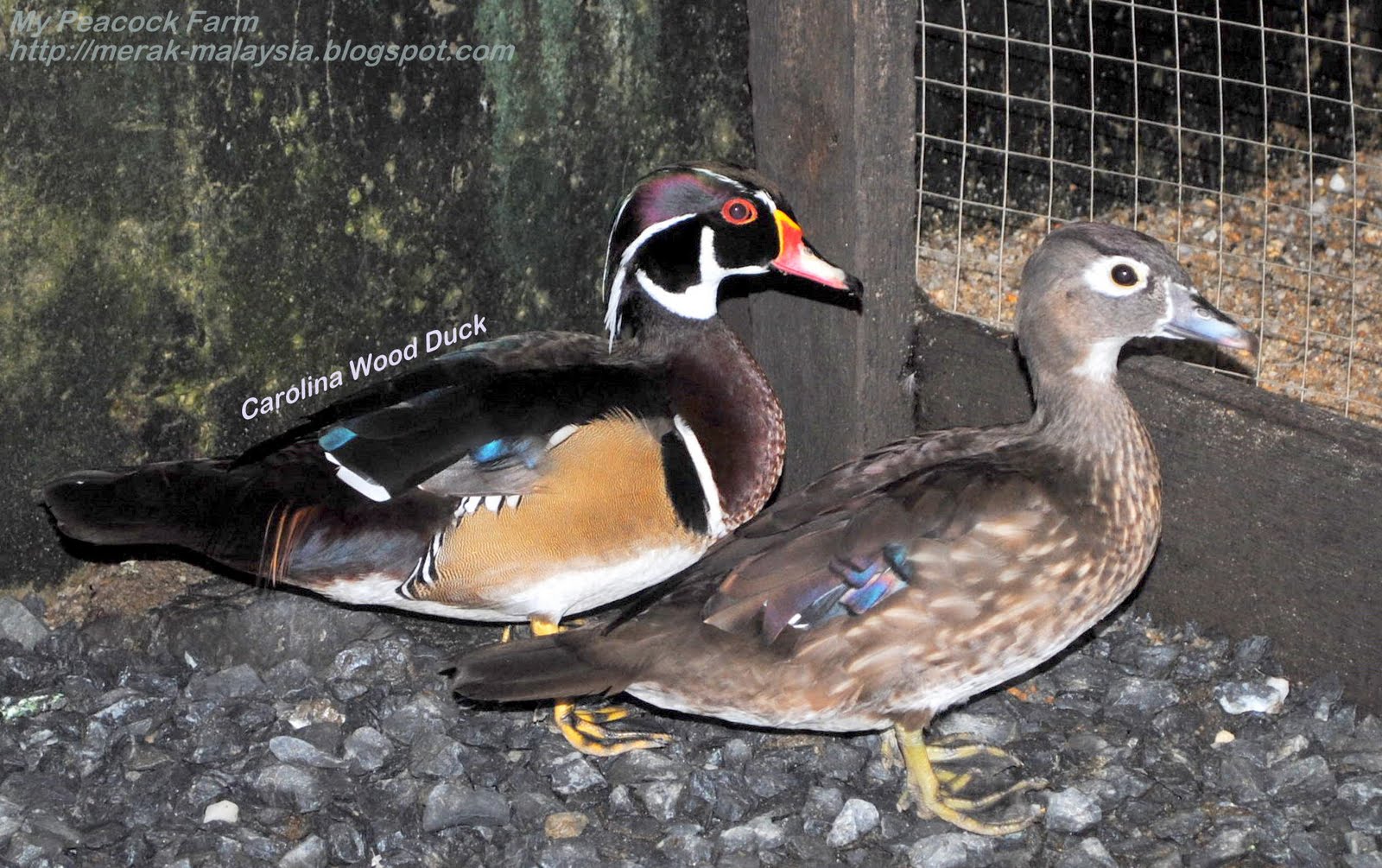 My Peacock Farm Carolina Wood Duck