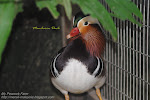 MANDARIN DUCK