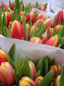 Amsterdam Tulips