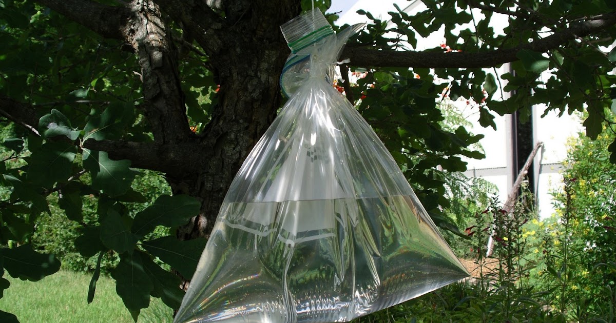 Urban IPM Water filled bags to scare off house flies?!