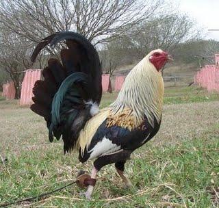 VER GALERIA DE FOTOS DE GALLOS DE PELEA DEL MUNDO
