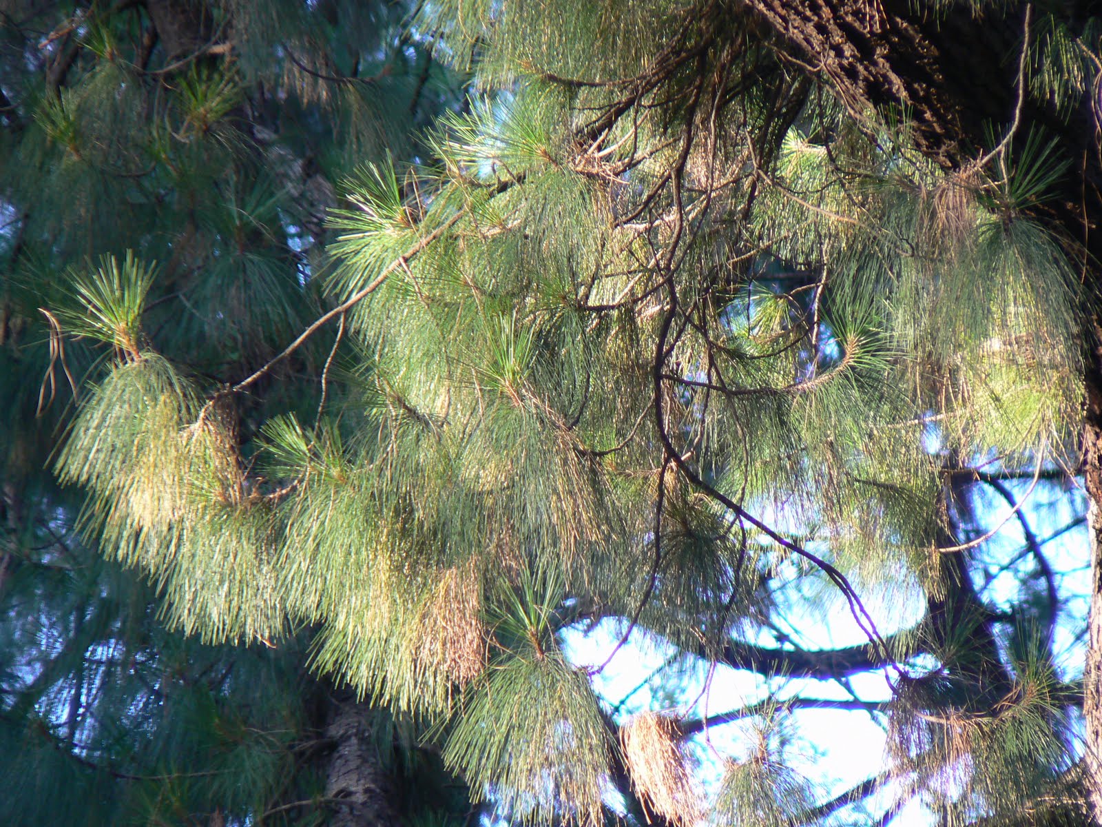 [Pinus-canariensis-2.JPG]