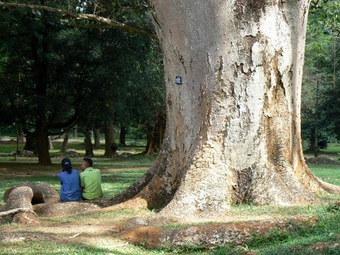 [Enterolobium-cyclocarpus-1.JPG]