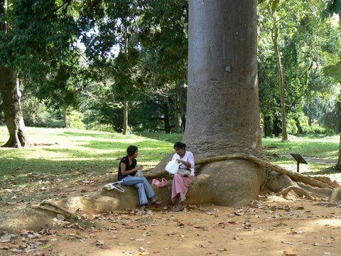 [Agathis-robusta.JPG]