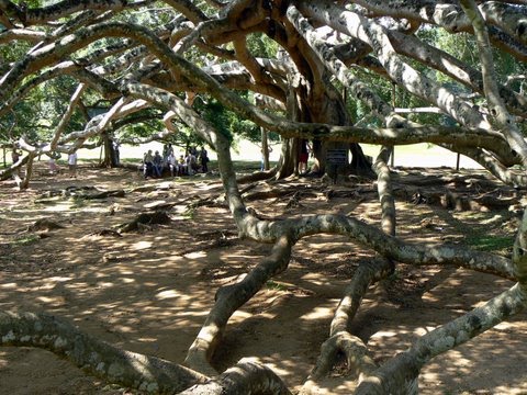 [FICUS-BENJAMINA-1.1.JPG]