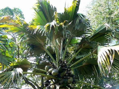 [Lodoicea-maldivica.3.JPG]