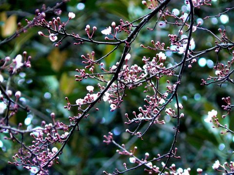 [prunus-cerasifera.JPG]