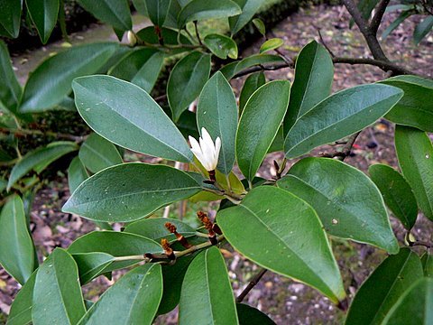 [michelia-compressa-2.JPG]