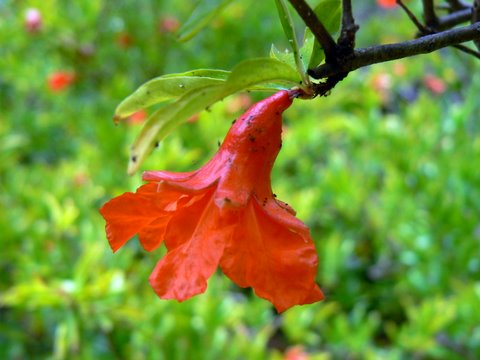 [Punica-granatum.flor.JPG]