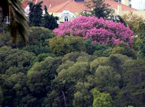 [CHORISIA-Parlamento.JPG]