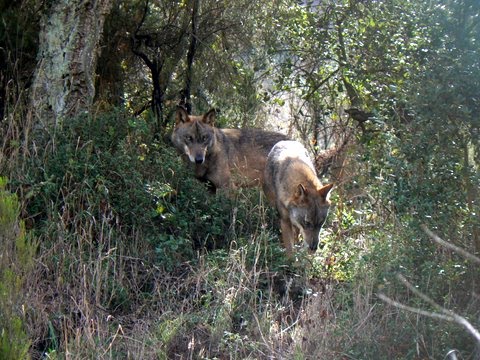 [CRLI-casal-lobos-2.JPG]