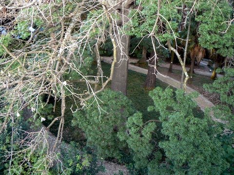 [JB-chorisia-Arboreto-27.out.2009.JPG]