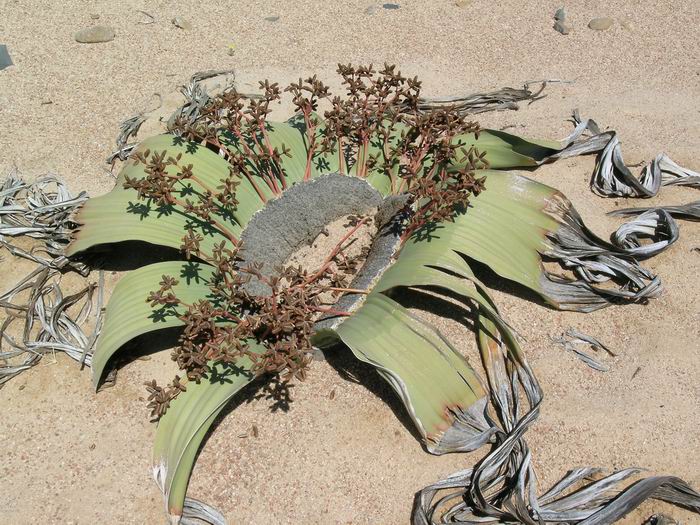 [Welwitschia.jpg]