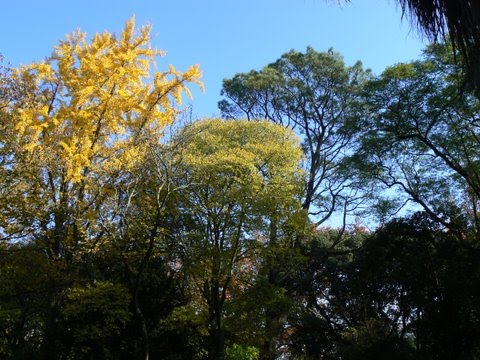 [gingko-Arboreto-geral.JPG]
