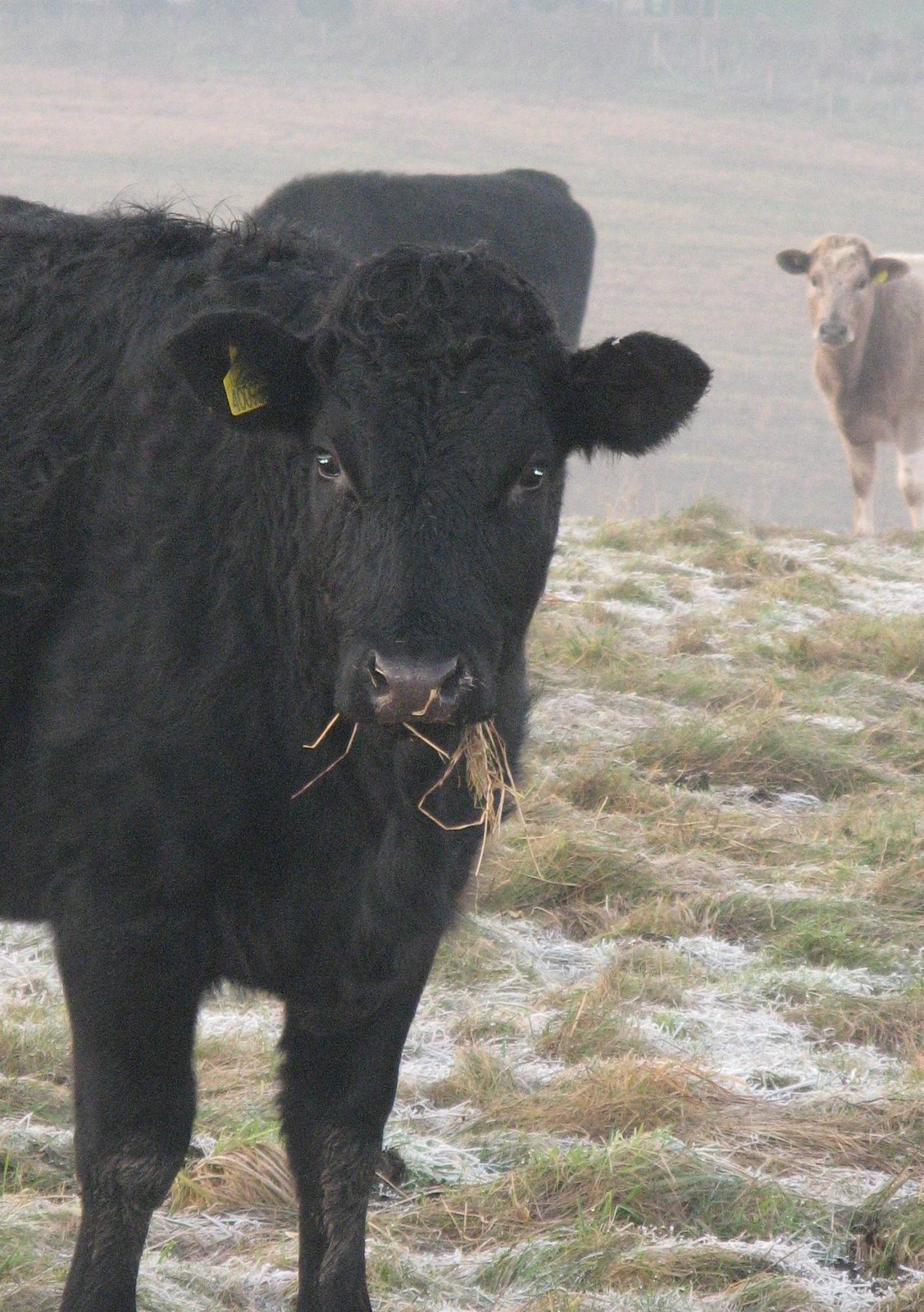 [Cold+Cows.JPG]