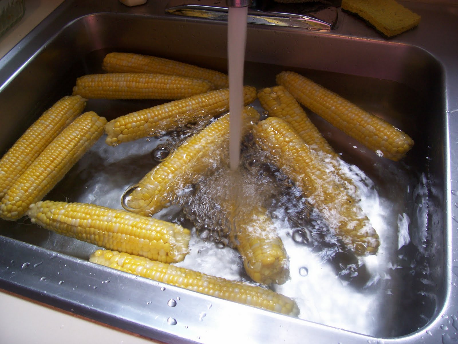 Frugal Homemaking Blanching Fresh CornontheCob for the Freezer