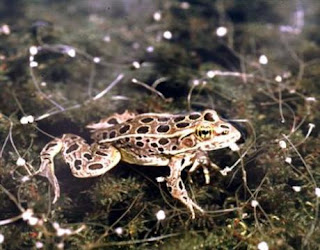 atrazine, common weedkiller, turns male frogs into females atrazine, common weedkiller, turns male frogs into females