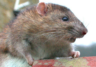 21st century black plague could spread from rats to humans