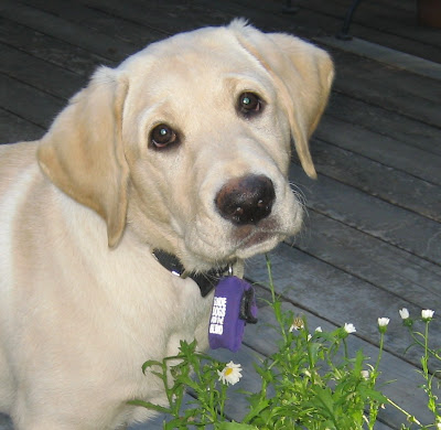 Close up of Reyna's face when she was a puppy.