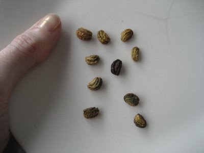 Name These Mystery Seeds