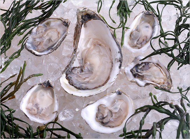 oysters on the half shell