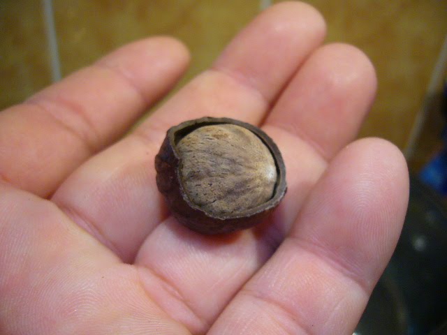 Biji Buah Pala
