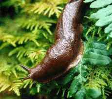 [slug3.jpg]