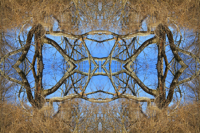 2-14-08_Tree 1788_edited