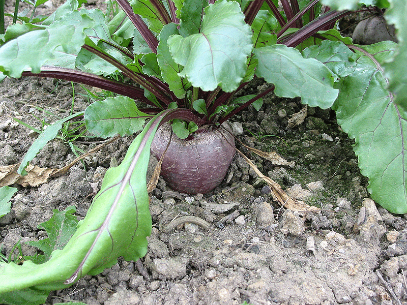 [Beetroot-July09.gif]