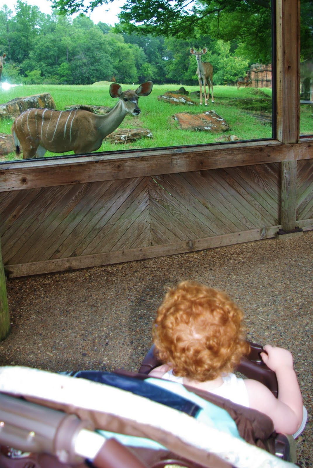 Choosing Joy Today Visit to Caldwell Zoo
