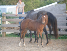 AQHA Filly