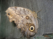 This is the Magnificent Blue Morpho