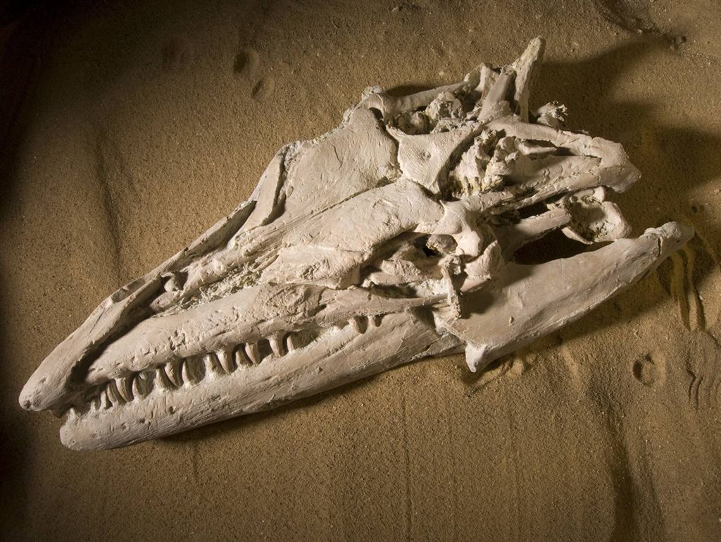 [Angolasaurus-740718.jpg]