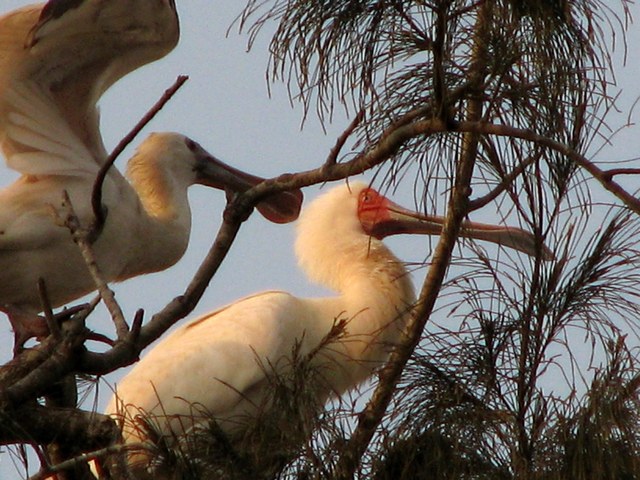[Angola+2009+OM+Colhereiro.jpg]