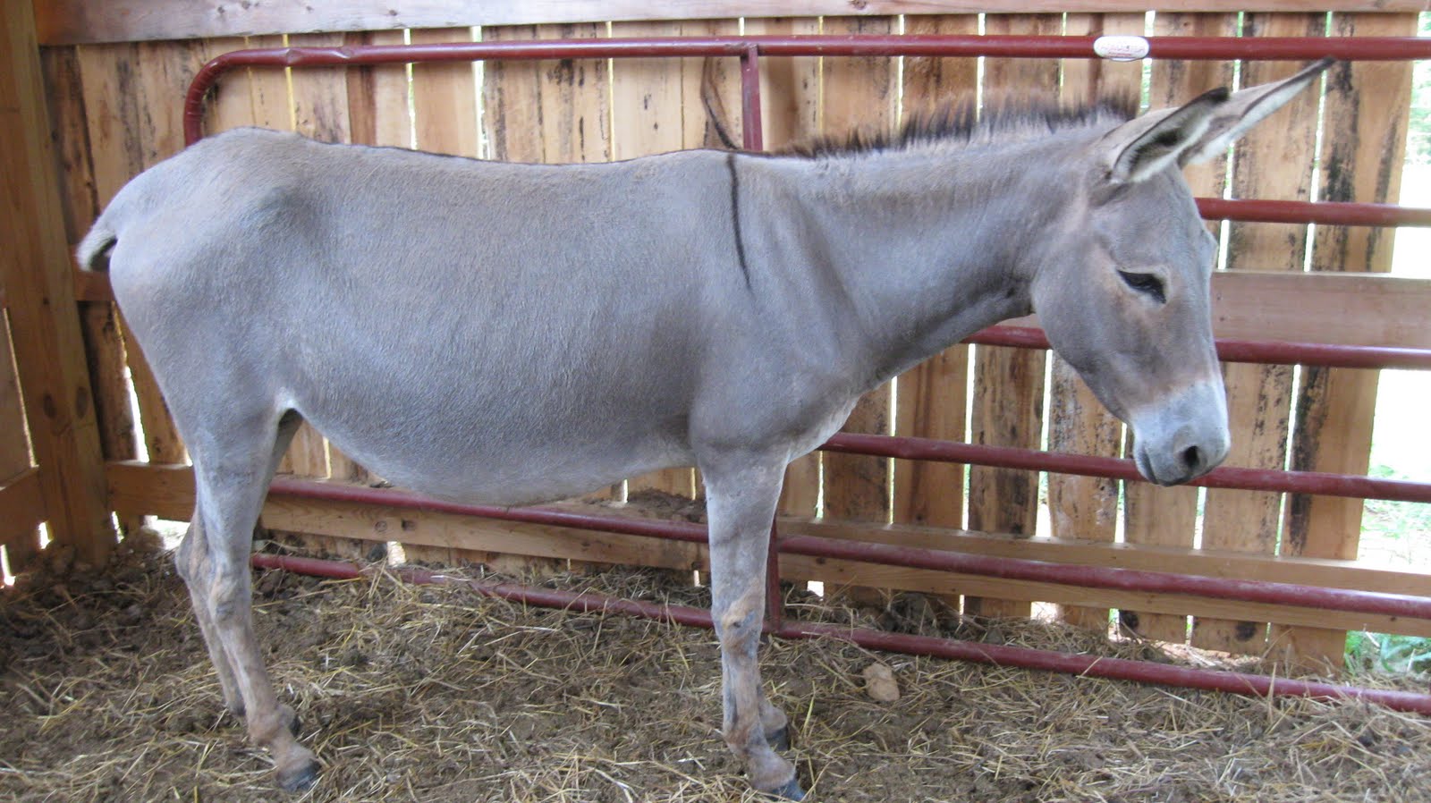 pregnant donkey