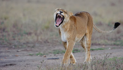 c4 images and safaris, migration, photography
