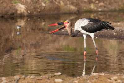 mashatu, photo workshop, c4 images and safaris,