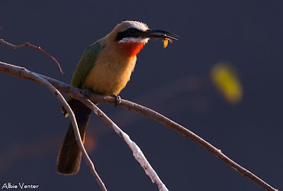 mashatu, photo workshop, albie venter, villiers steyn, photographic,