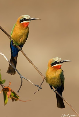 mashatu, photo workshop, albie venter, villiers steyn, photographic,