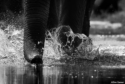 chiefs island, albie venter, photographic opportunities, okavango delta,