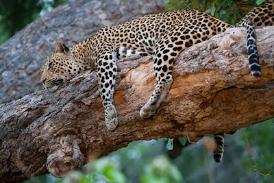 mashatu, photo workshop, villiers steyn, wildlife photography,