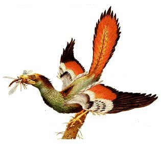 Archaeopteryx