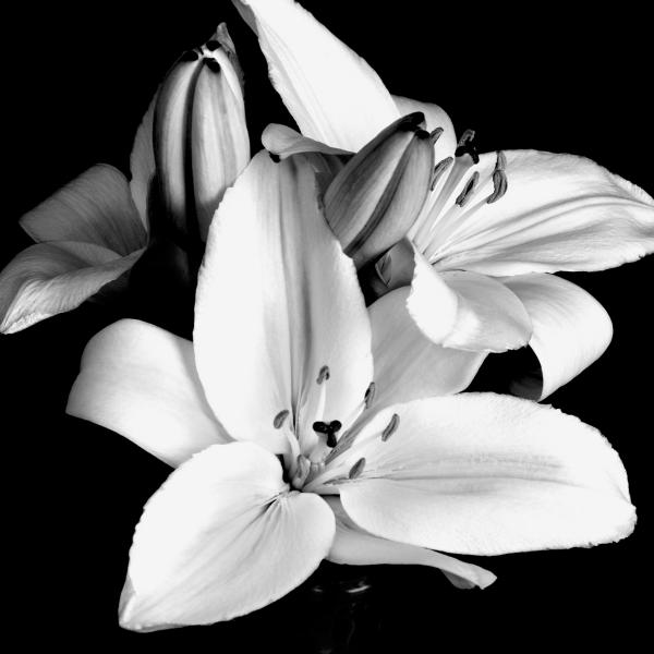 black and white photography flowers. lack and white
