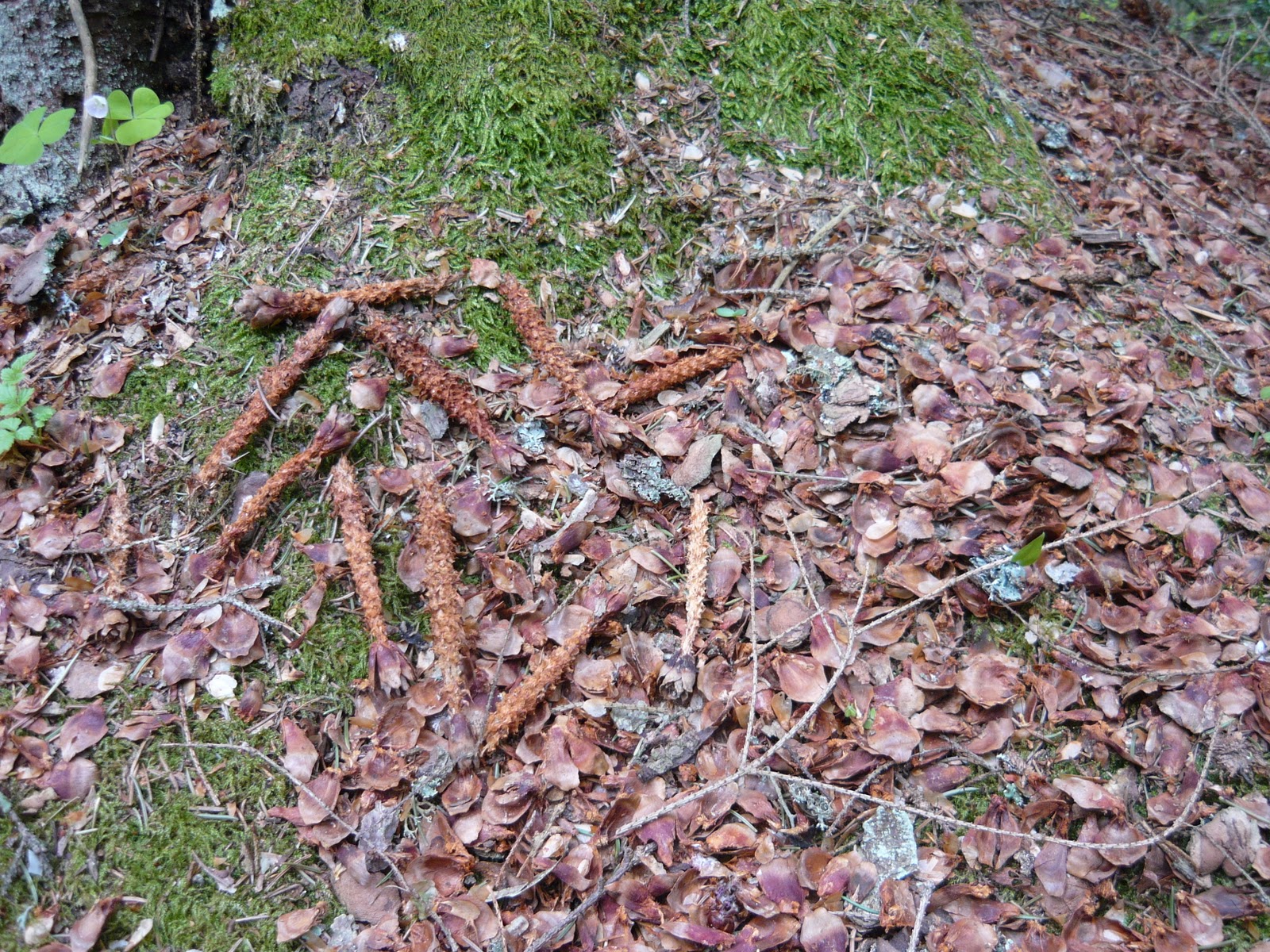 Red Squirrel Droppings