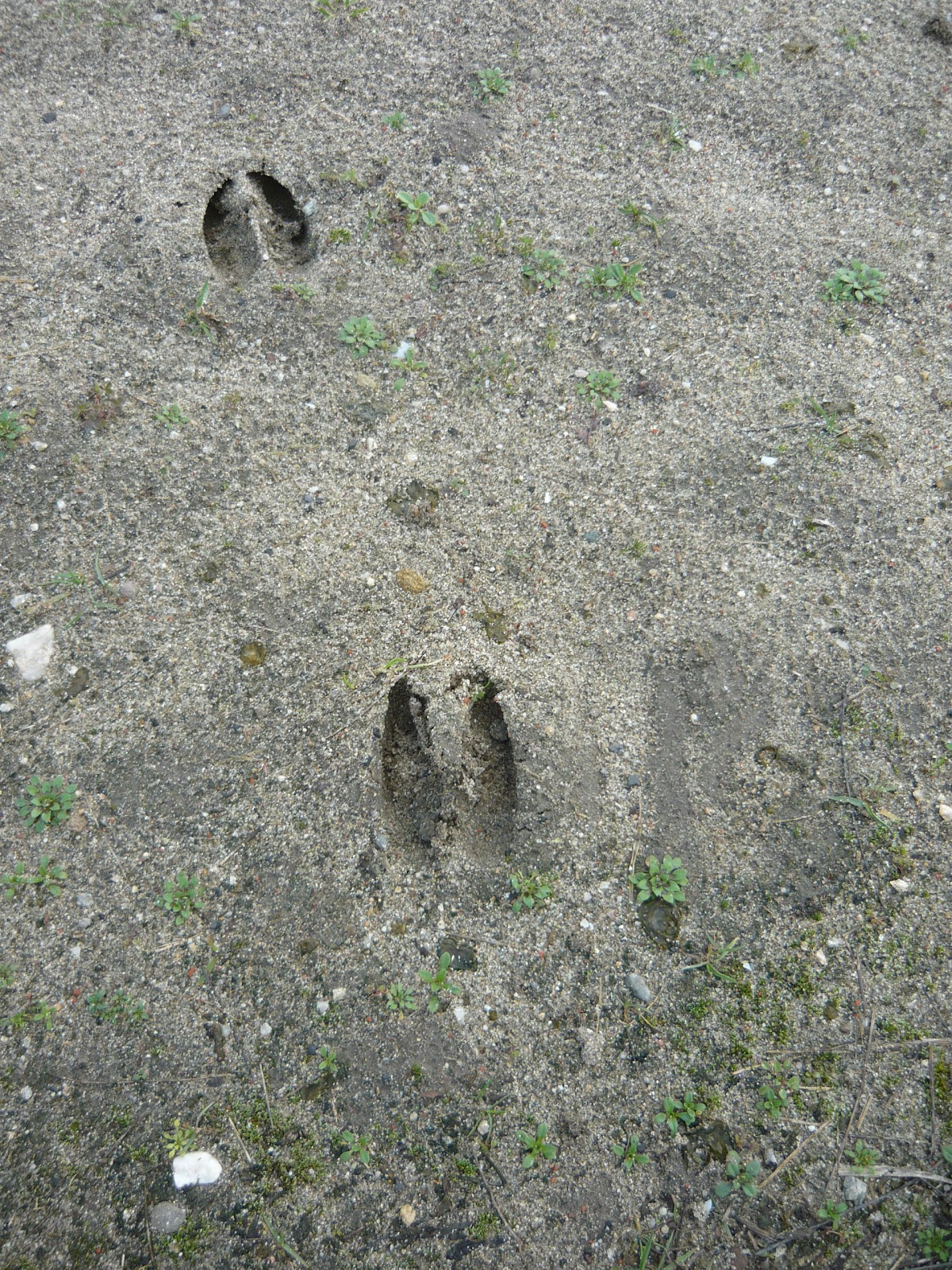 Tracks & Signs Roe Deer Tracks