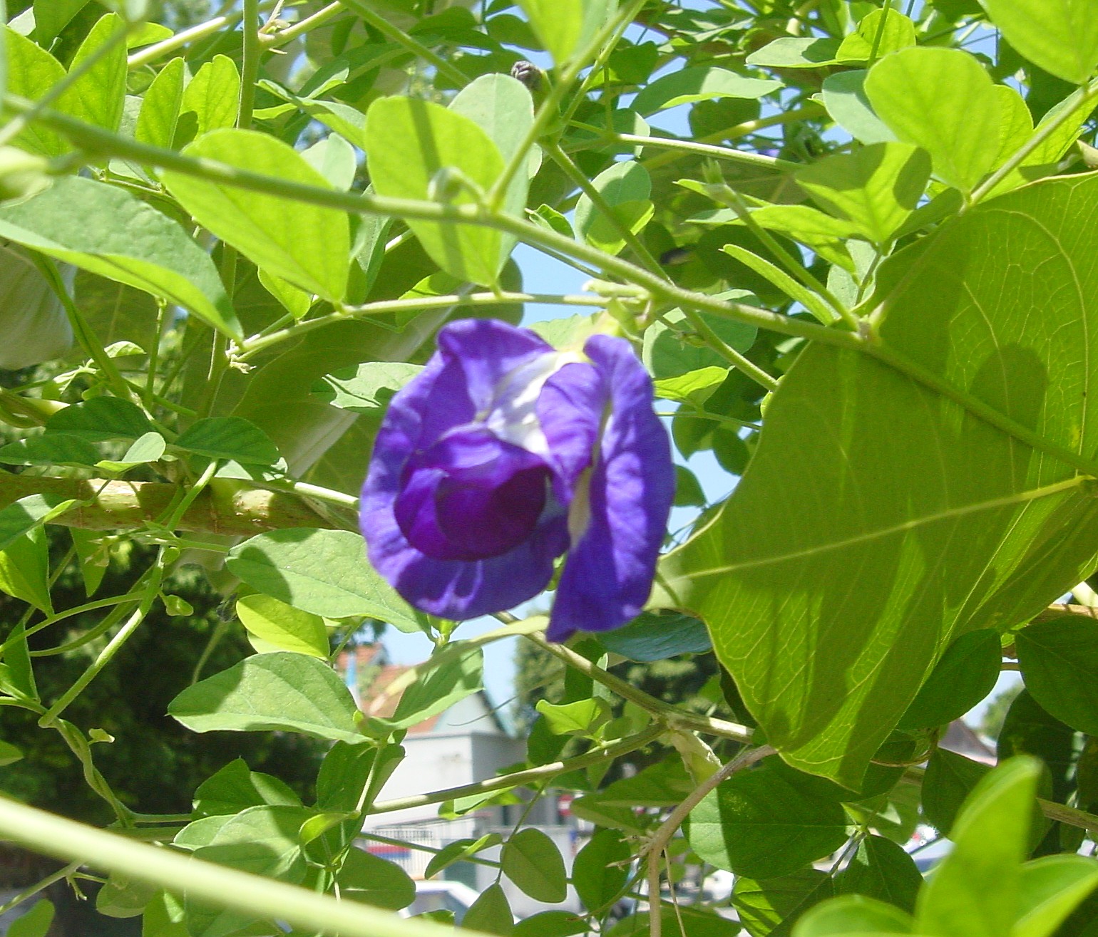 NONYA LIFE Blue Pea Flower