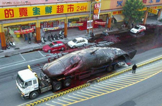 japon y la matanza de ballenas ¿Seguirán? japon y la matanza de ballenas ¿Seguirán?